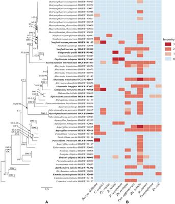 Screening for broad-spectrum antimicrobial endophytes from Rosa roxburghii and multi-omic analyses of biosynthetic capacity